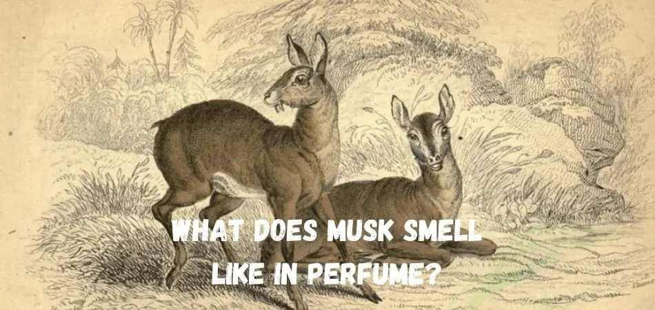 What does Musk smell like in perfume?