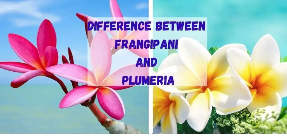 Difference Between Frangipani And Plumeria