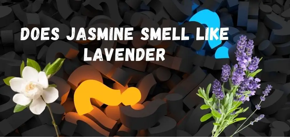 Does Jasmine Smell Like Lavender