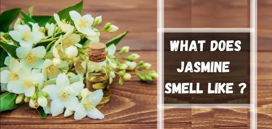 What Does Jasmine Smell Like