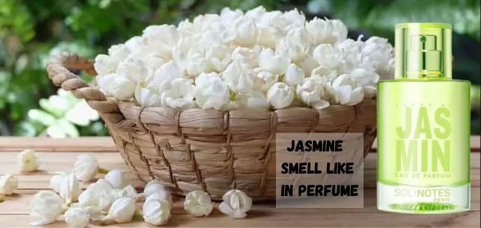 What Does Jasmine Smell Like In Perfume