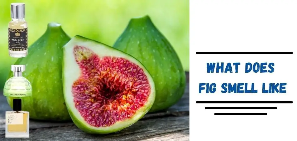 What does fig smell like