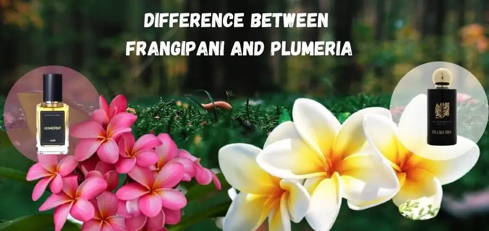 difference Between Frangipani And Plumeria