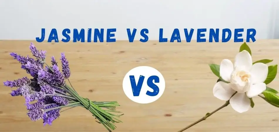 jasmine vs lavender