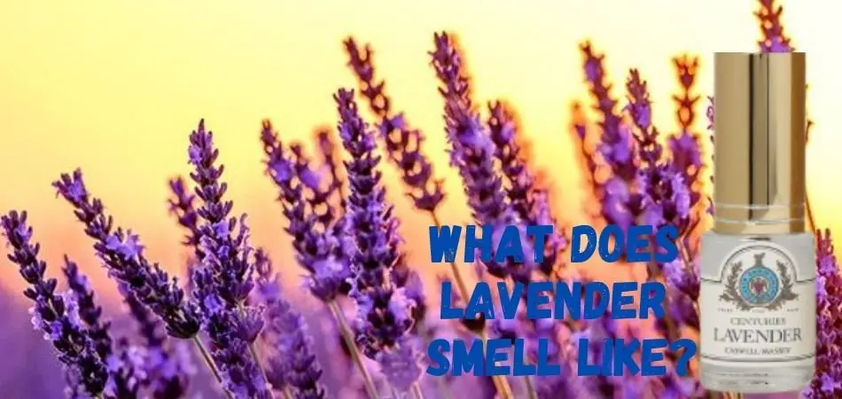 What does lavender 
smell like