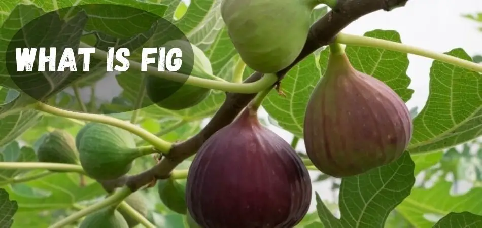 what is fig