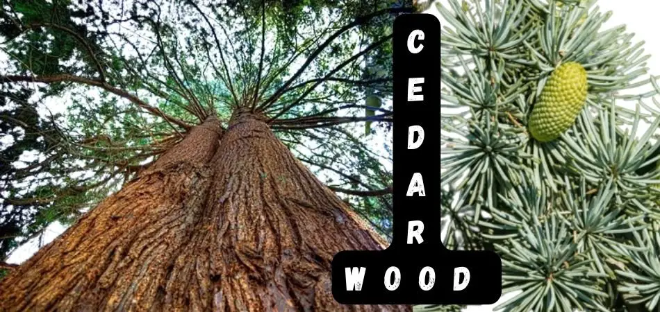 Origins of Cedarwood