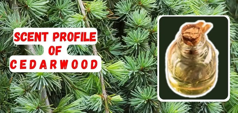 Scent Profile of Cedarwood