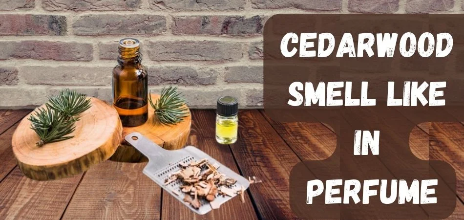 What Does Cedarwood Smell Like in Perfume