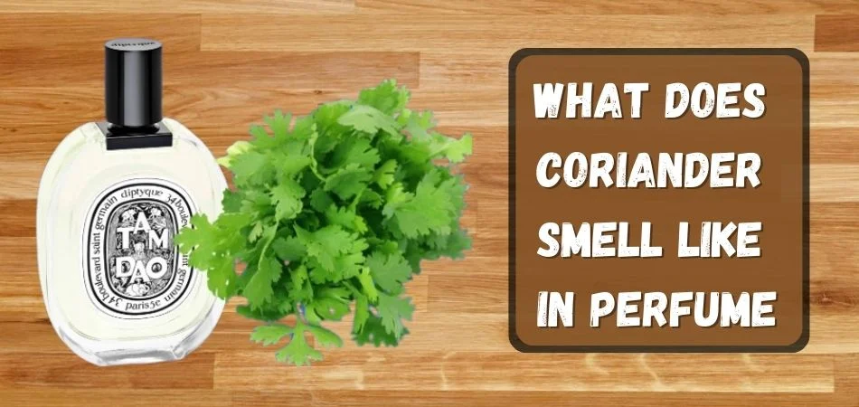 What Does Coriander Smell Like in Perfume